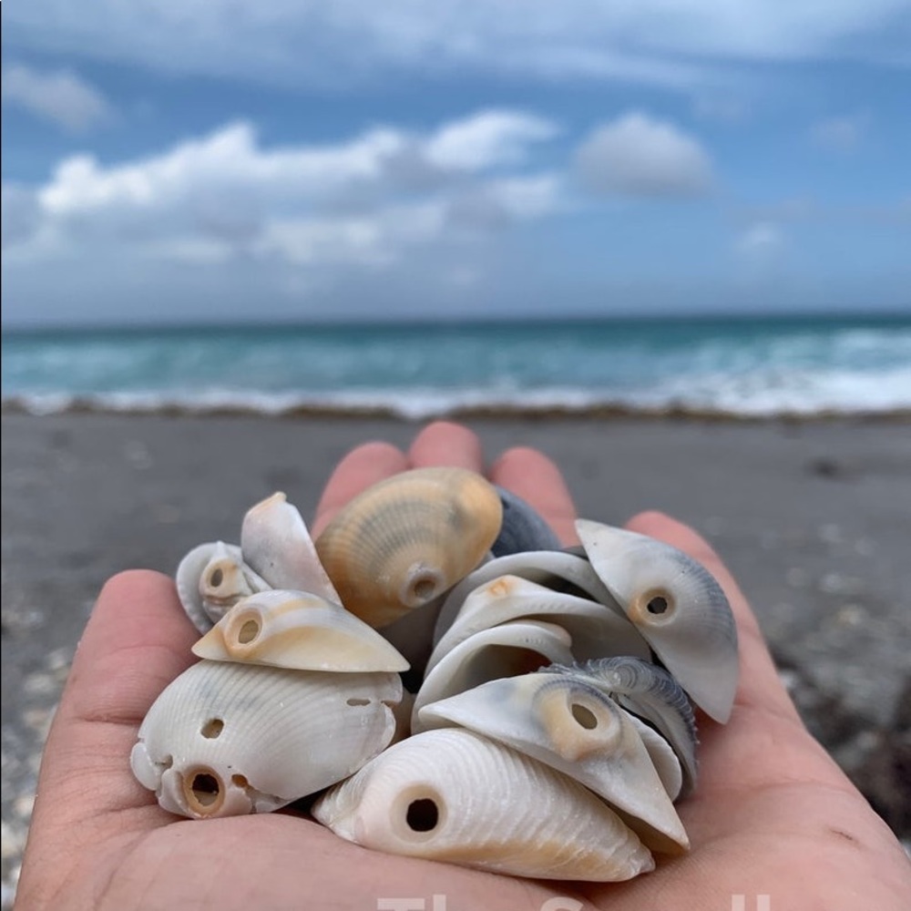 Seashells with Holes - Cruelty Free Seashell Beads - 30 Beads